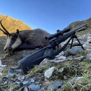 Chamois Hunting Romania