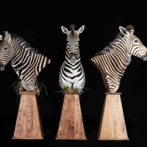 Trio Zebra Pedestal Mount Taxidermy