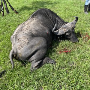 Nile Buffalo Hunt Uganda