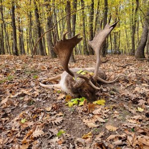 Fallow Deer Hunt Romania