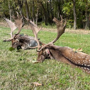 Fallow Deer Hunt Romania