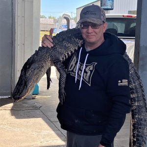 7 Foot Alligator Hunt Louisiana