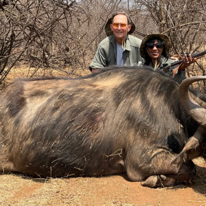 Buffalo Cow Hunting South Africa