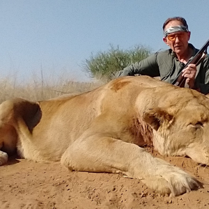 Lioness Hunting Kalahari South Africa