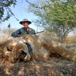 Lioness Hunting Kalahari South Africa