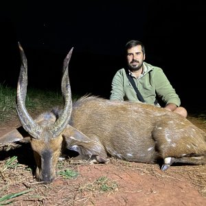 Bushbuck Hunting South Africa