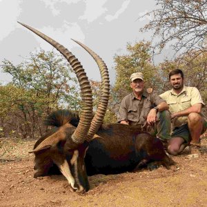 Sable Hunting South Africa