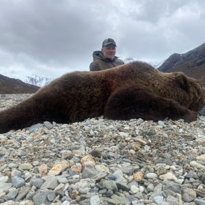 Brown Bear Sow Hunt