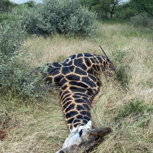 Black Giraffe Hunt South Africa