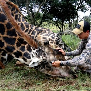 Black Giraffe Hunt South Africa