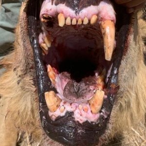 Lion Teeth Tanzania