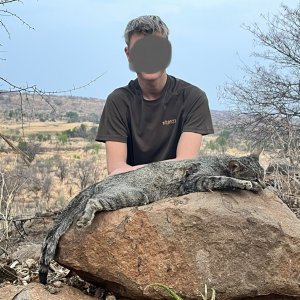 African Wildcat Hunt Zimbabwe