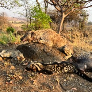 Hyena, African Wildcat, Civet & Porcupine Hunt Zimbabwe