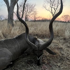 Kudu Hunt Zimbabwe