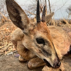 Duiker Hunt Zimbabwe