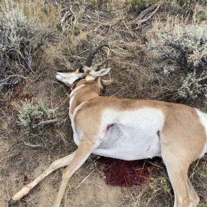 Colorado Pronghorn Hunt