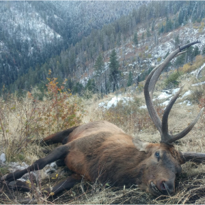 Elk Hunting