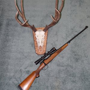 Mule Deer European Shield Mount