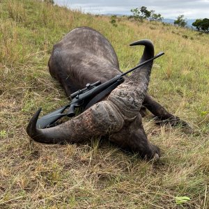 Buffalo Hunting South Africa