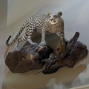 Leopard Full Mount Taxidermy