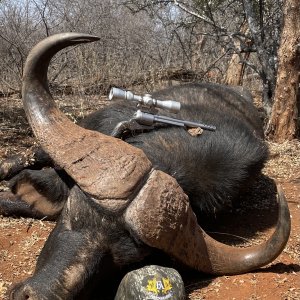 Buffalo Handgun Hunt South Africa