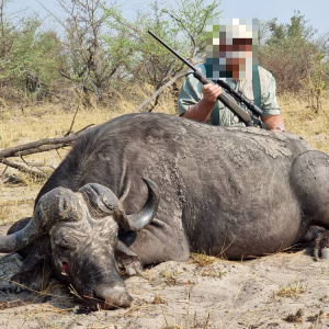 Buffalo Hunt Namibia