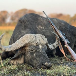 Buffalo Hunt Namibia