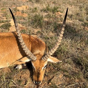 Lechwe Hunt Karoo South Africa