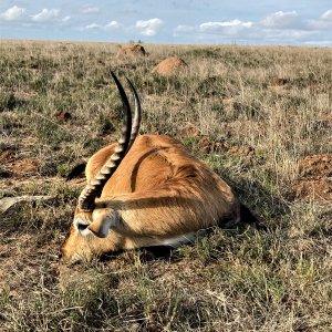 Lechwe Hunt Karoo South Africa