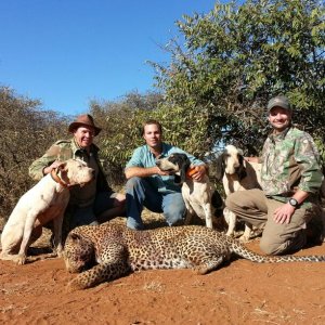 Leopard Hunting Mozambique