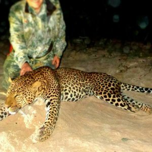 Leopard Hunting Mozambique
