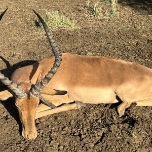 Impala Hunt South Africa