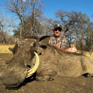 Warthog, Niassa Special Reserve, Block L9 Kwalata Safaris