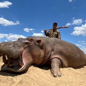 Hippopotamus, Niassa Special Reserve, Block L9, Kwalata Safaris