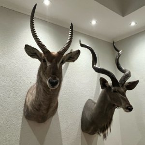 Waterbuck & Kudu Shoulder Mount Taxidermy