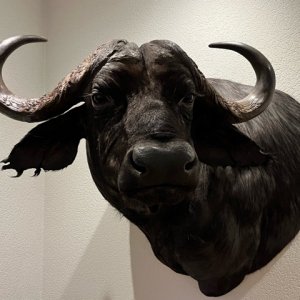 Buffalo Shoulder Mount Taxidermy