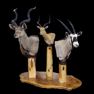 Triple Pedestal Mount Taxidermy