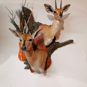 Duiker & Steenbok Wall Mount Taxidermy