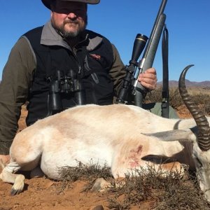 White Springbok Hunt Karoo South Africa
