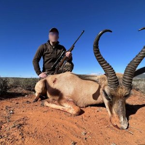 Copper Springbok Hunt Karoo South Africa