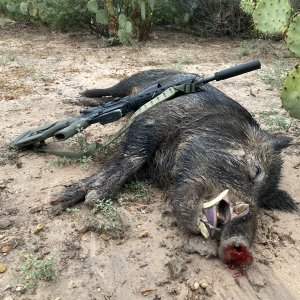 Pig Hunting Texas