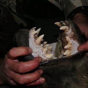 Brown Hyena Teeth South Africa