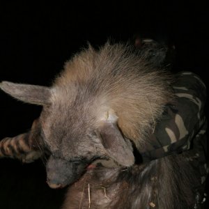 Brown Hyena Hunt South Africa