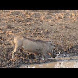 Tank Of A Warthog Smoked! BAYLY SIPPEL SAFARIS