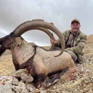 Bezoar Ibex Hunting Turkey