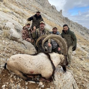 Bezoar Ibex Hunting Turkey
