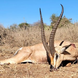 Gerenuk Hunt Tanzania