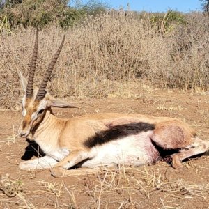 Gerenuk Hunt Tanzania