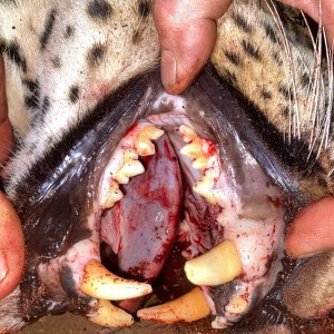 Leopard Teeth