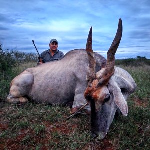 Eland Bull